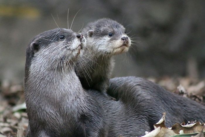 Otter Family